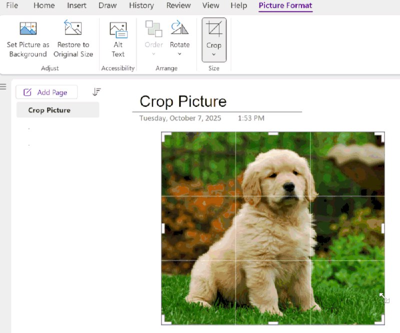 OneNote for Windows 终于开始支持应用内图片裁切体验 - WinDiscover